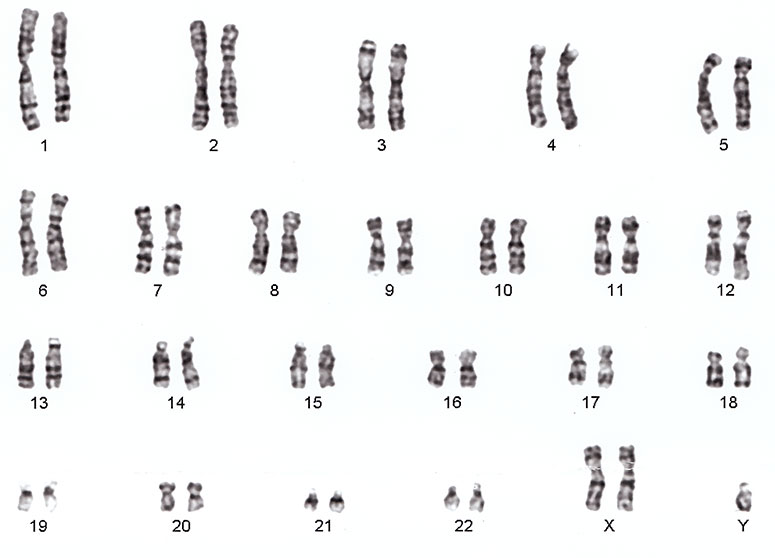 ADN Fertilidad DNA