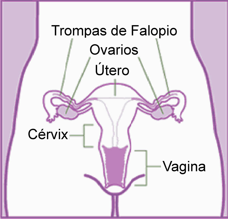 Fertilidad Sistema Reproductor